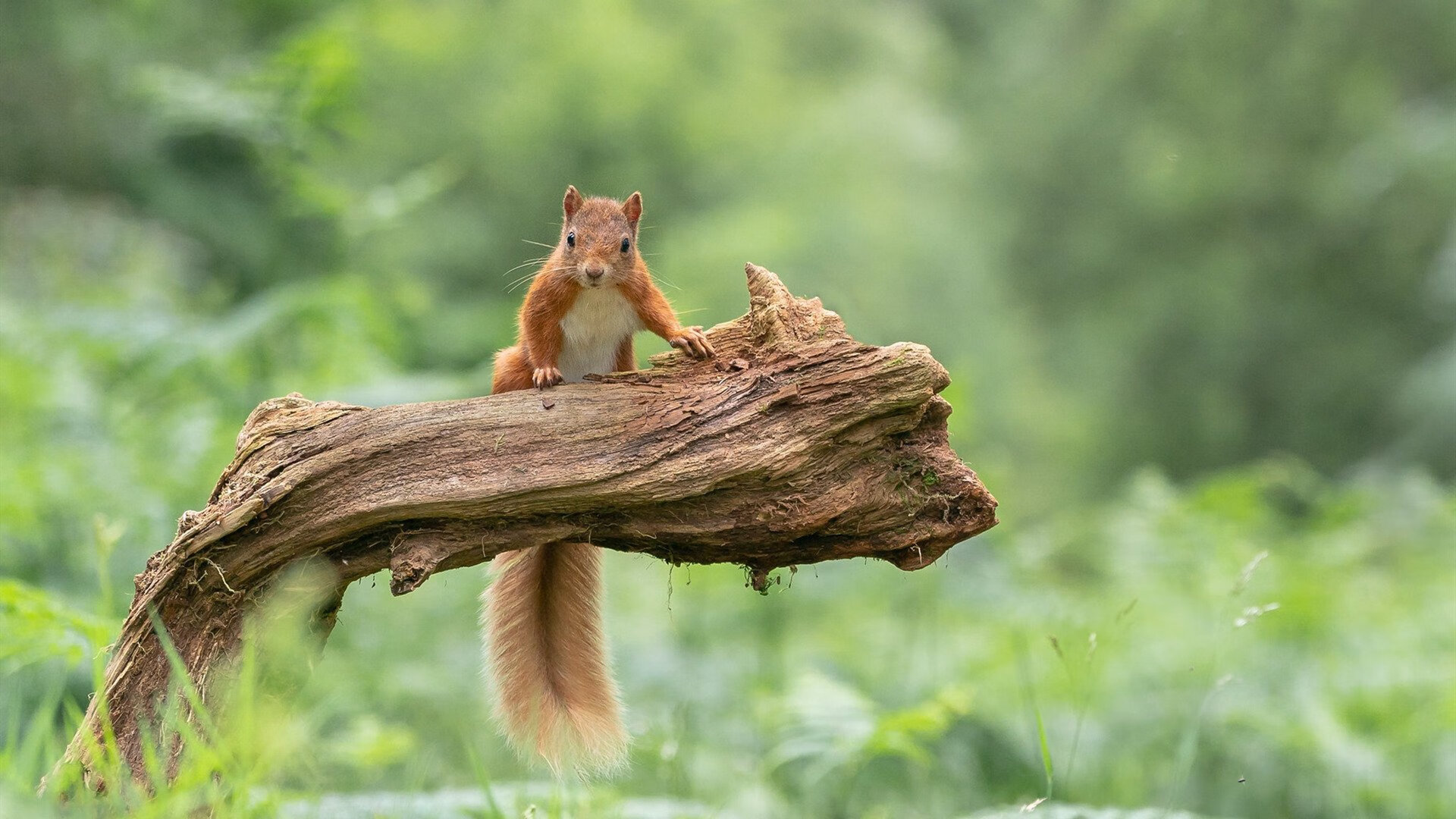 绝杀时刻与扛起全队，体育精神的两种诠释