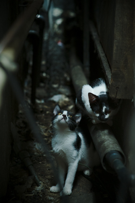 卡瓦哈尔，孤岛上的灯塔，照亮切尔西的希腊征途