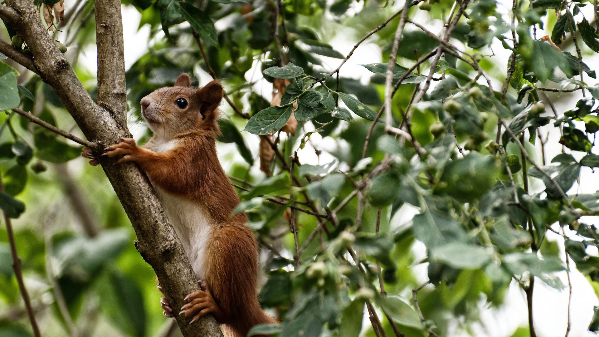 东瀛飓风席卷欧陆堡垒,孤胆龙王破阵难挽狂澜—解析日本队横扫与安赛龙带队取胜的胜负辩证法
