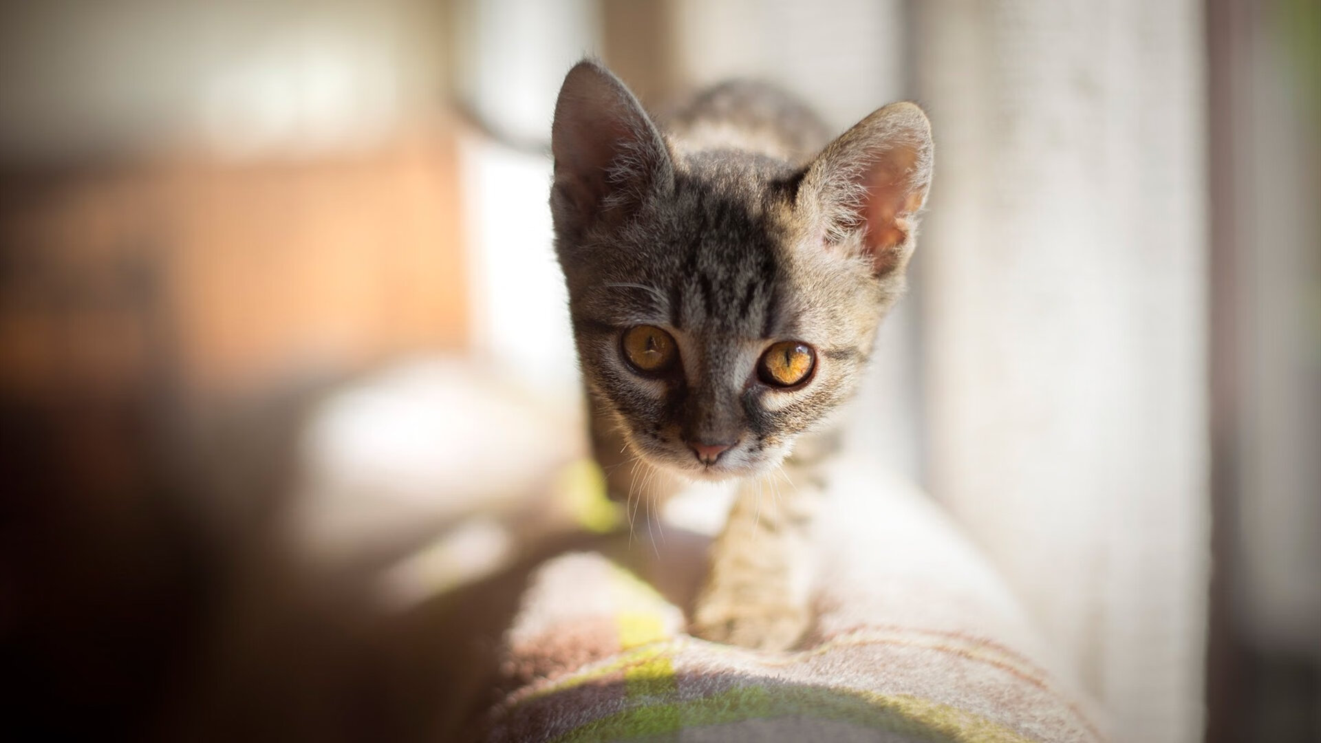 北京队打穿热火,那个平行宇宙里,爱德华兹带队取胜的瞬间