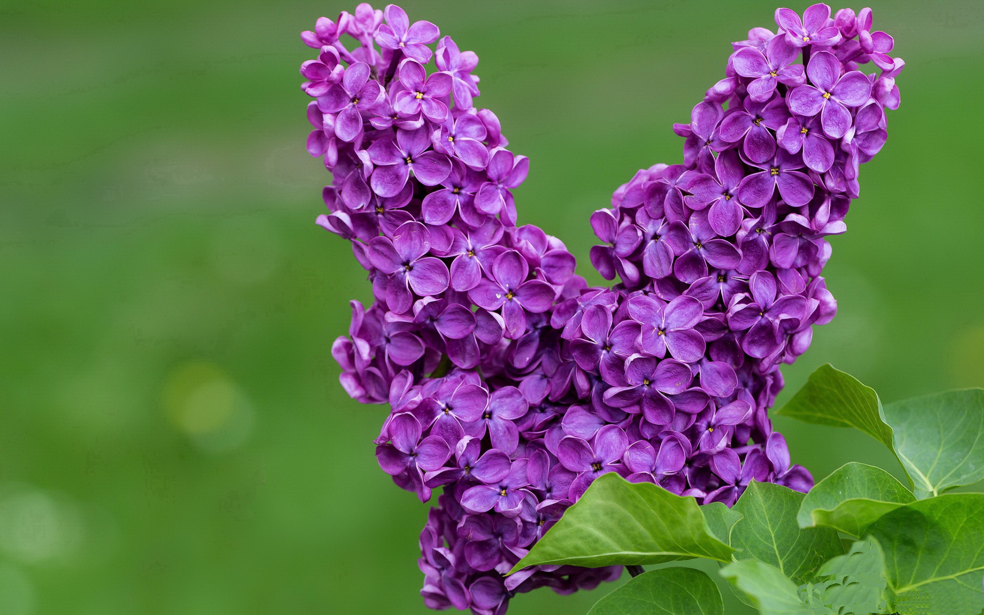 血色与草绿,2024年春天,两个补时改变足球史走向的周末