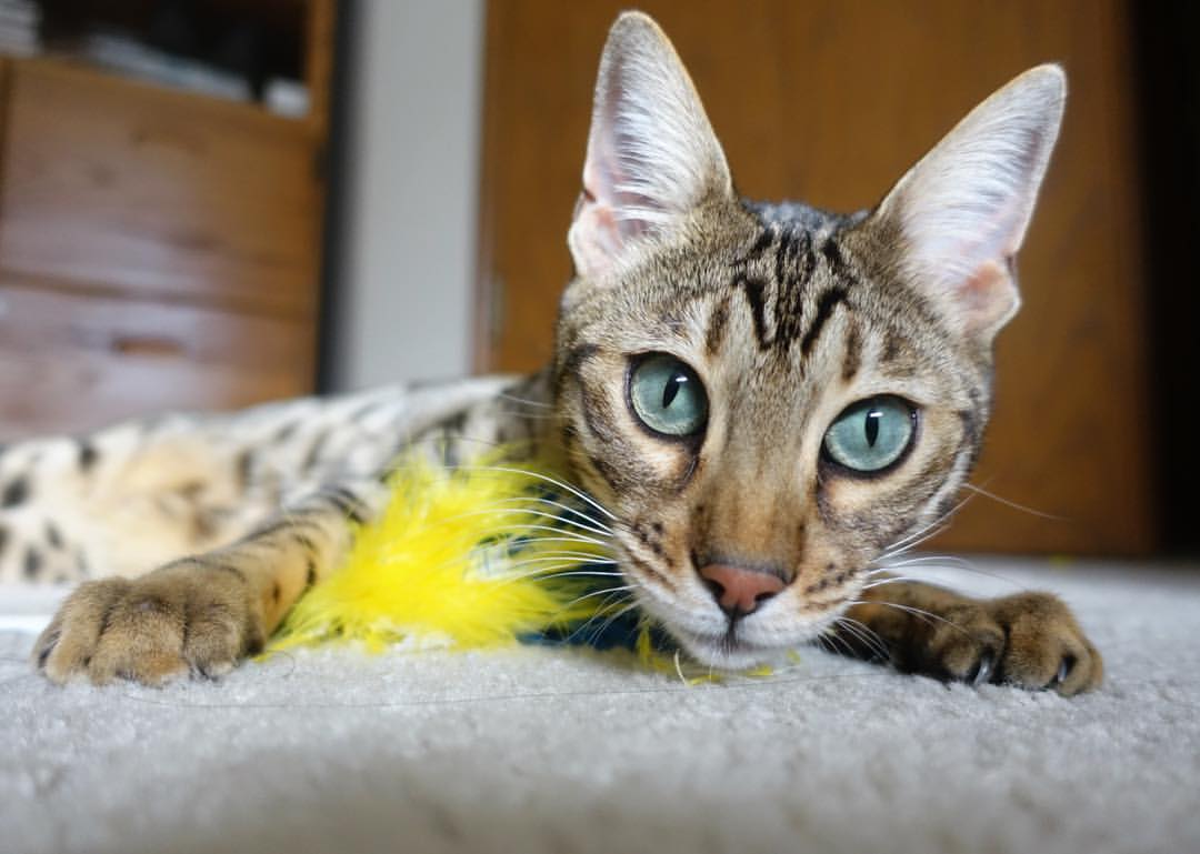 冰与火之歌，当冰岛终结非洲悬念，凯塞多在F1王座上点燃引擎