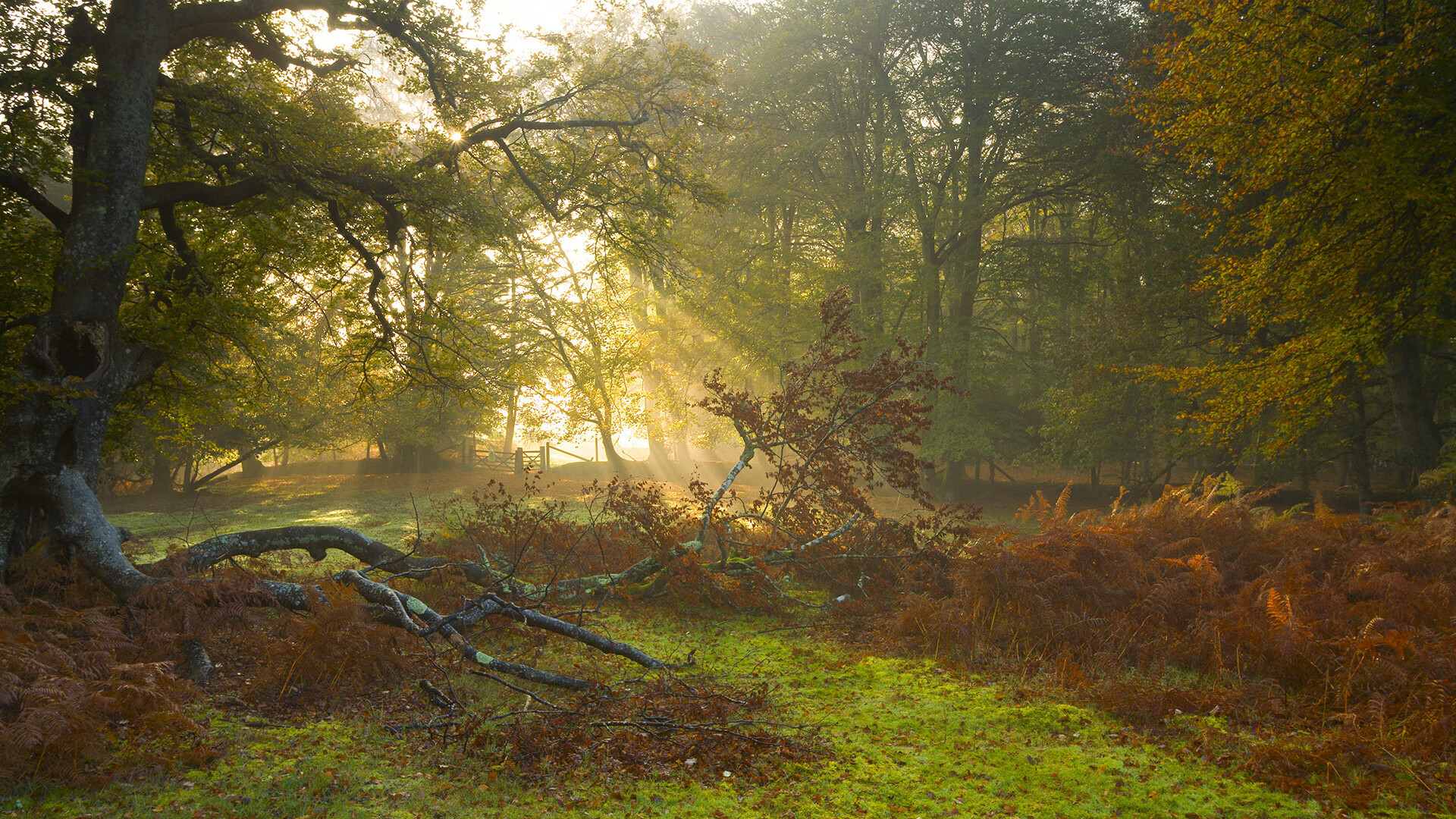 拉梅洛神兵天降!太阳主场焚毁天山堡垒?