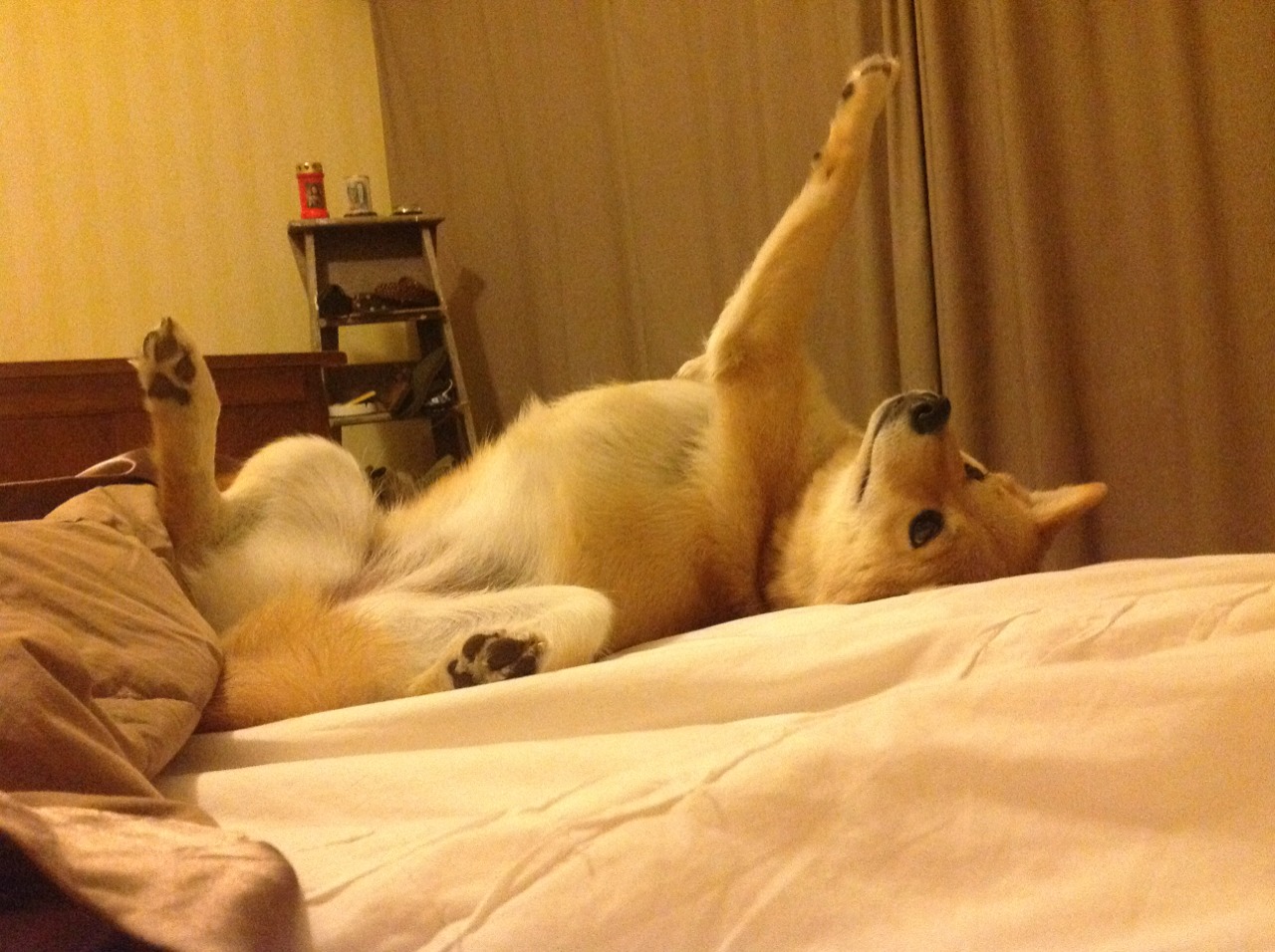 英雄征途,从维也纳到波士顿,竞技场上的不朽时刻