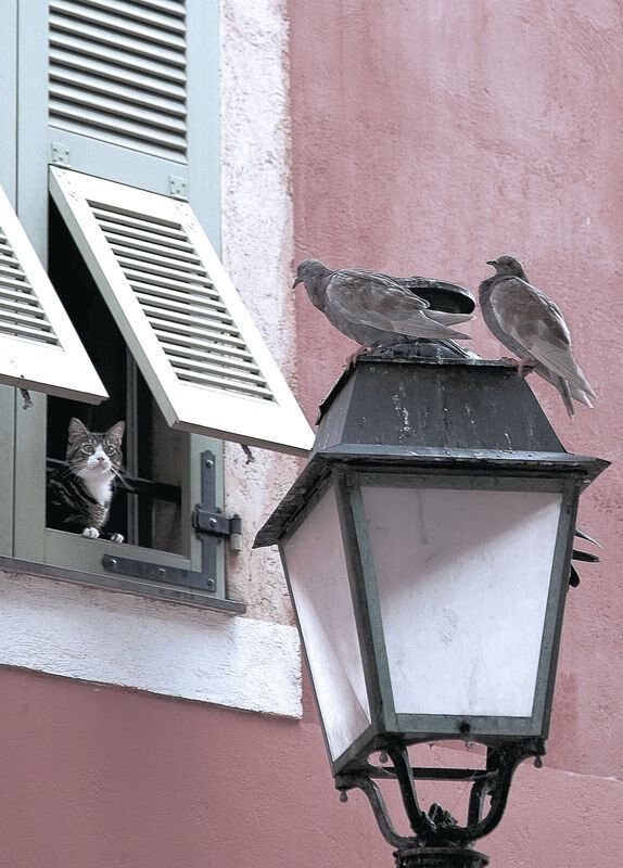 班凯罗节奏完全掌控，骑士带走上海队，当篮球成为一曲精准的独奏