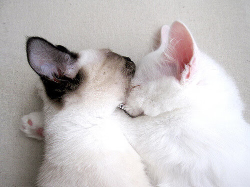 世纪裂痕，天使之翼划破北非铁壁，迪马利亚的伯纳乌暗战