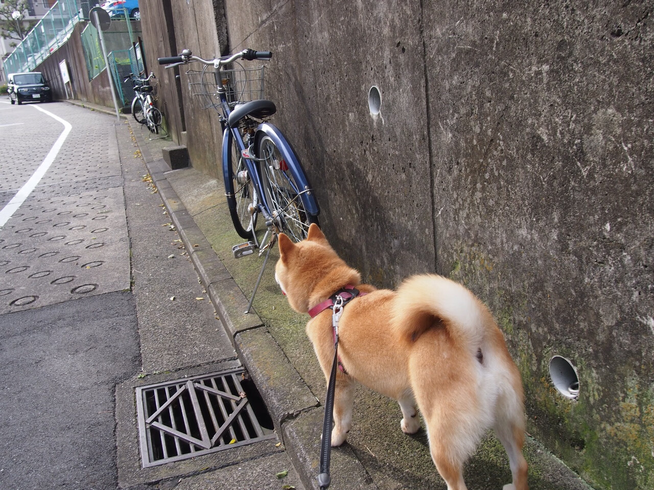 金色闪电撕裂沙漠之夜，马丁内利觉醒，尼日利亚宣告非洲新王降临
