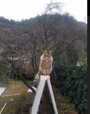 当极北雷鸣遇上西域风暴,班凯罗的降维打击