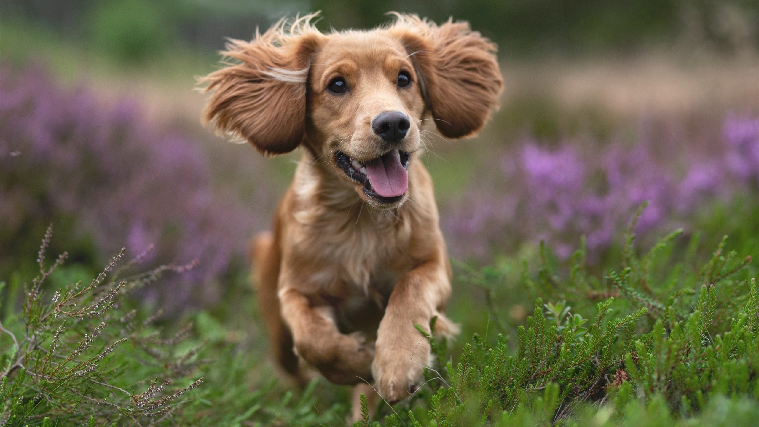 当利拉德时间成为国家时间，2026世界杯之夜的终极裁决