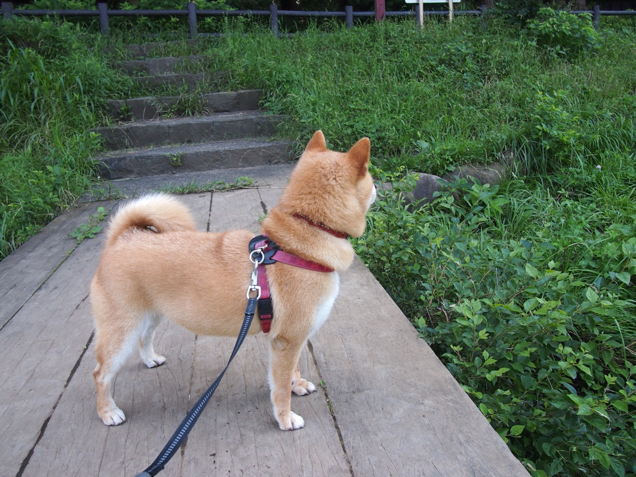 剑指王座!双雄对决见证布克东决关键战全面接管