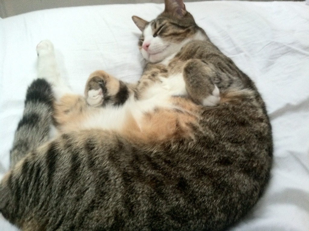 引信与烟花,2026世界杯之夜,努涅斯于无声处听惊雷