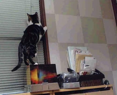 迪马利亚的利刃刺向拜仁机器，足球的秩序与灵魂之战