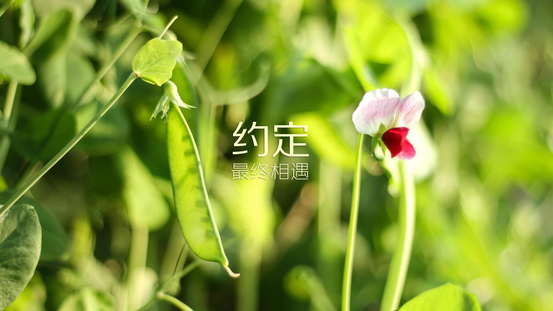 利刃出鞘，心跳重燃，F1发车线与篮球终场哨的共同决胜哲学