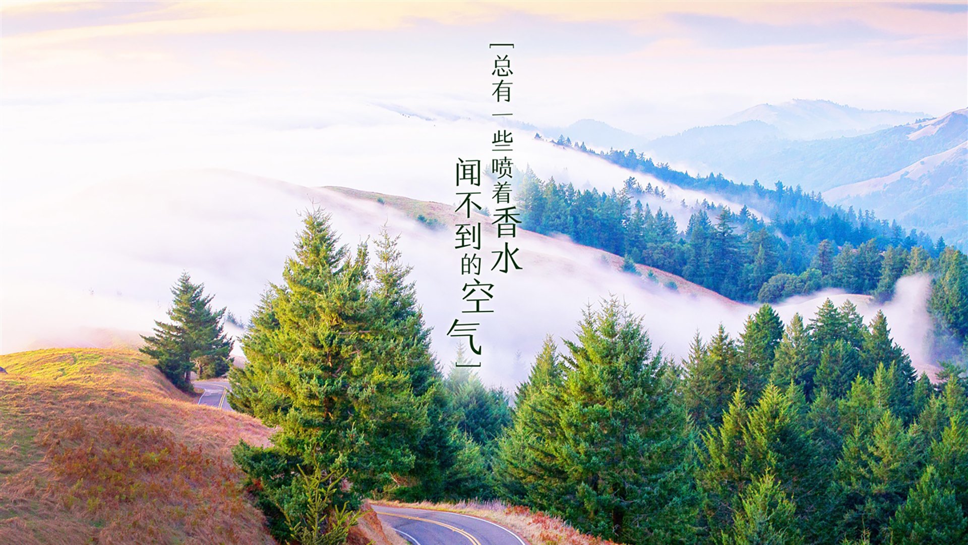 宿命对决中的唯一答案，2026世界杯D组，葡萄牙黄金一代的终极正名，塔雷米用光芒刺穿郁金香